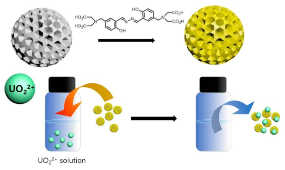 방사성 핵종의 비색 검출을 위한 B-1 과 나노구조체 MPS-1의 특성 및 UO22+의 흡착 제거 모식도
