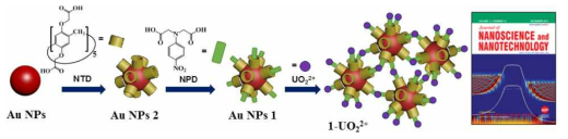 NTA 기능화 된 금 나노입자를 이용한 UO22+ 검출 모식도