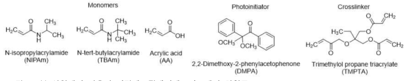 본 실험에서 사용된 단량체, 광개시제, 가교제의 화학구조