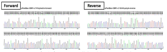 CBR1 cloning 확인을 위한 sequencing 결과