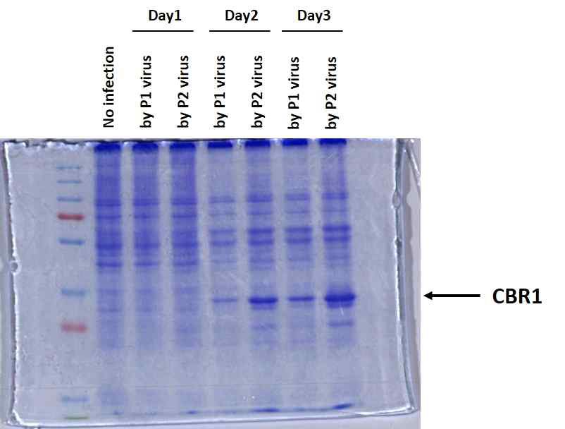 CBR1 recombinant protein의 induction 확인