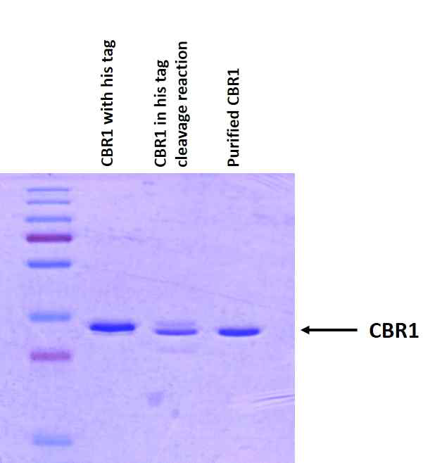 정제된 CBR1 recombinant protein 순수 정도 확인