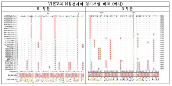 VHSV의 N유전자의 염기서열 비교