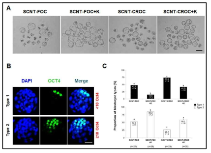 체세포 복제 신선난과 동결/융해난의 Kdm4a mRNA 주입 후 배반포 효율 증가