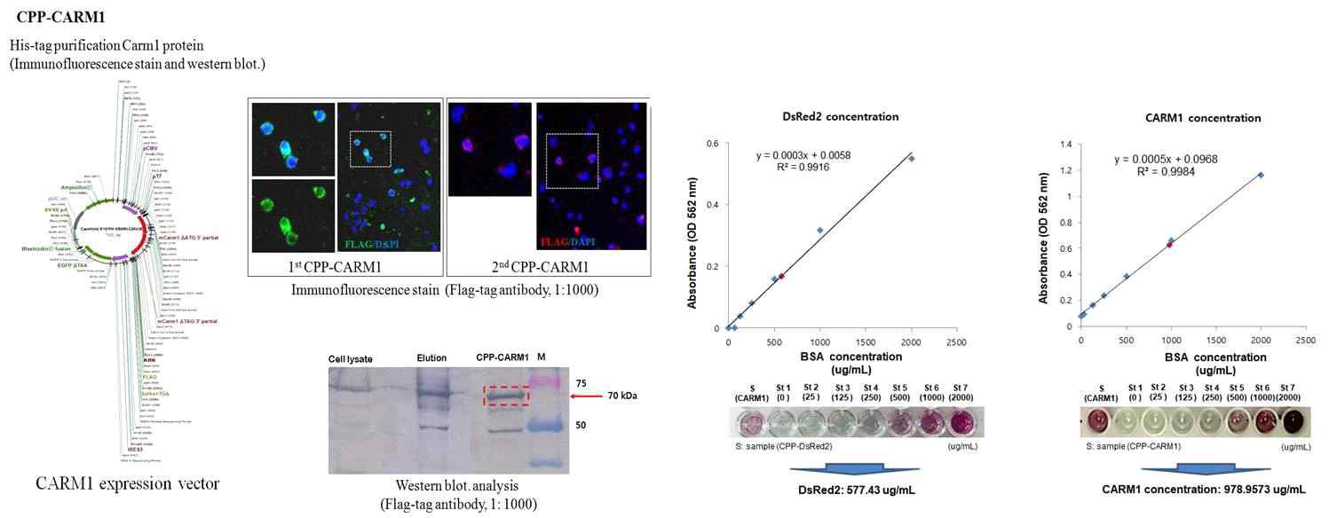 CPP-CARM1 재조합 단백질 처리 후 면역염색