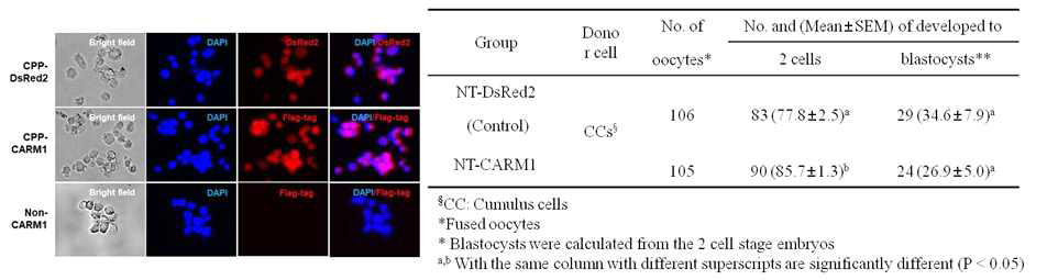 CPP-CARM1 재조합 단백질의 기능 검증과 체세포 복제배아 발달율에 미치는 영향 검증