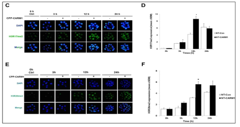 체세포 복제난에 CPP-CARM1 처리후 H3R17me2와 H3R26me2 신호 분석