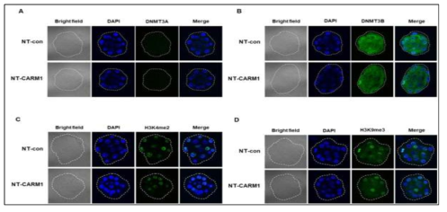 체세포 복제난에 CPP-CARM1 처리후 후성유전학적 유전자 신호 측정