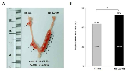 CPP-CARM1 재조합 단백질이 처리된 복제배아의 implantation sac 검증 (A, B)