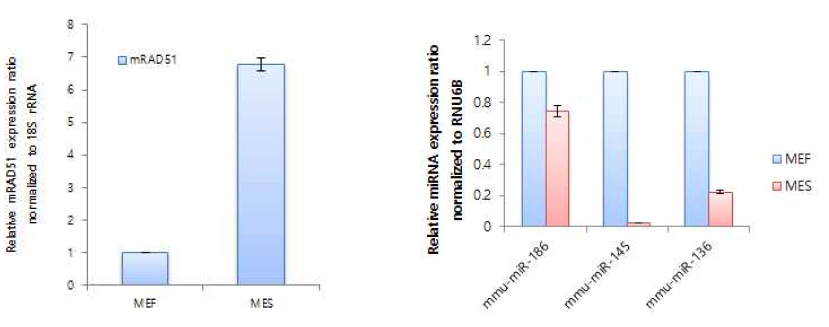 mRAD51과 선별 마이크로RNA인 miR-136, -145, -186의 세포내 발현성 확인