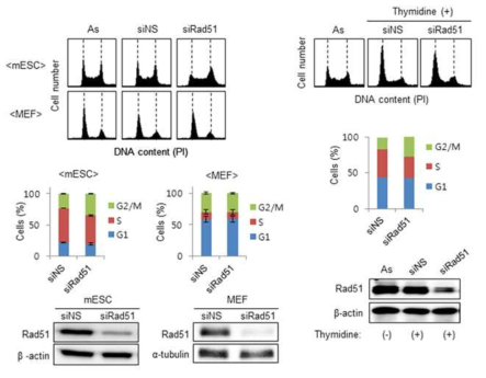 Rad51의 발현 감소에 따른 mESC와 MEF에서의 세포주기 변화