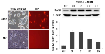 mRad51 promoter::RFP retrovirus의 quality test