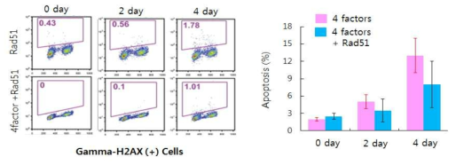 Gamma-H2AX(+) 세포군 분석과 세포사멸을 통한 역분화 과정에서의 DNA 손상도 분석