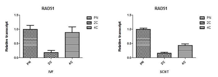 생쥐의 체외수정 (IVF), 체세포 복제 배아 (SCNT)의 Rad51 발현정도를 Realtime RT-PCR로 비교 분석