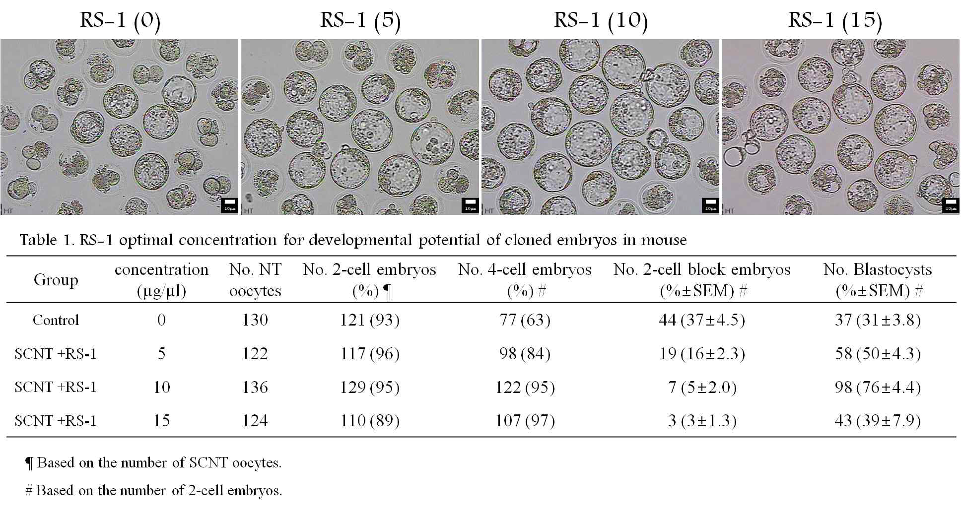 생쥐의 체세포 복제 배아 (SCNT) 배반포 효율 증진에 적합한 RS-1농도 확인