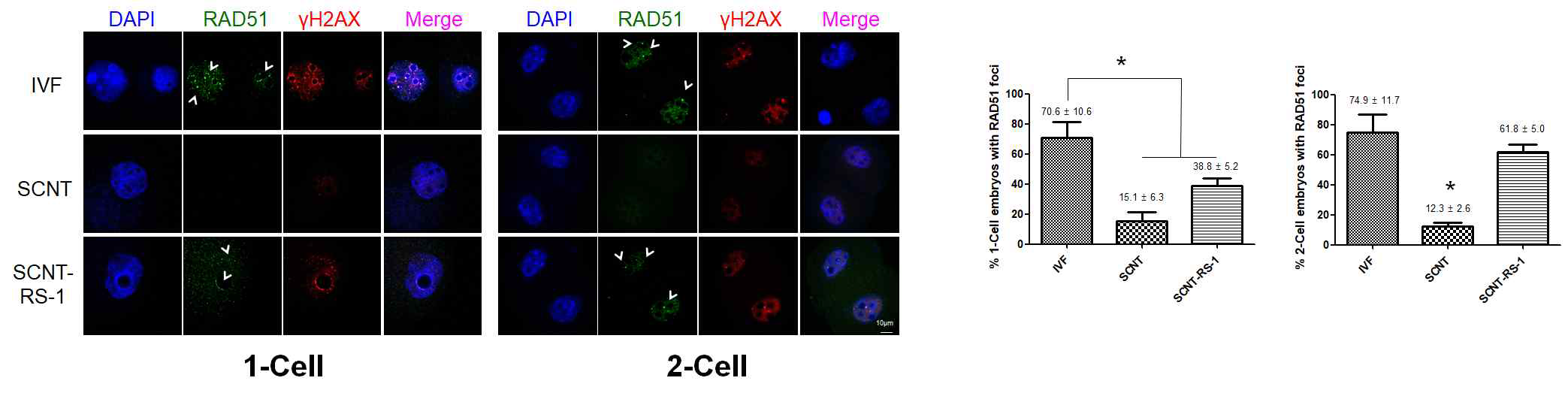 1세포기, 2세포기의 IVF, SCNT, SCNT-RS-1 그룹에서 DNA 복구 표지인자 RAD51과 DNA double strand break 표지인자 γH2AX 면역염색