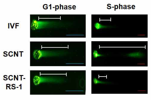 comet assay 결과에서 각 샘플의 tail 길이 분포도