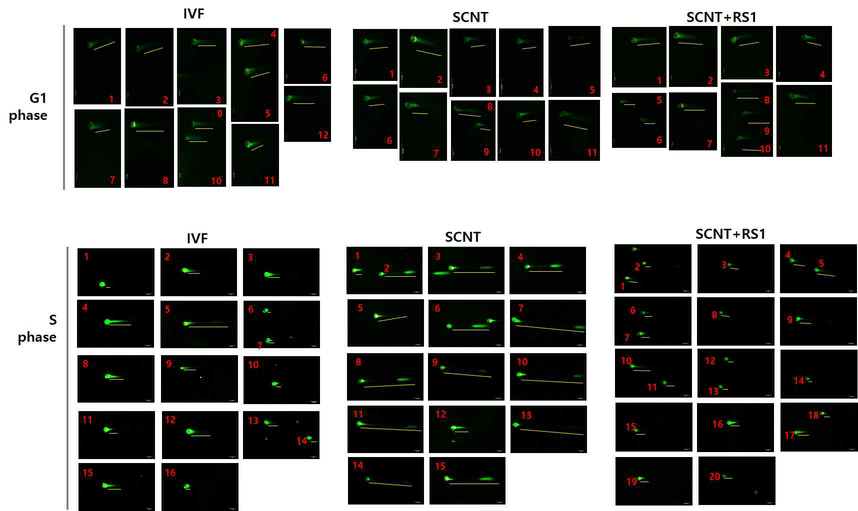 IVF, SCNT, SCNT+RS1 1-cell embryo에 대한 G1 phase (IVF: 11개, SCNT:11개, SCNT: 11개)와 S phase (IVF: 16개, SCNT: 15개, SCNT+RS1: 20개) comet assay 분석 결과