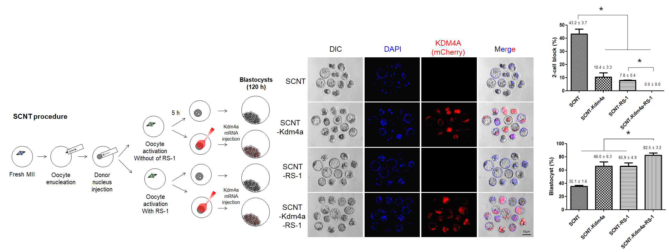 처리하지 않은 그룹 (SCNT), RS-1만 처리한 그룹 (SCNT-RS-1), Kdm4a mRNA만 주입한 그룹 (SCNT-Kdm4a), RS-1을 처리하고 Kdm4a mRNA를 함께 주입한 그룹 (SCNT-Kdm4a-RS-1) 체세포 복제 난자의 각 그룹별 배반포 발달 효율 관찰