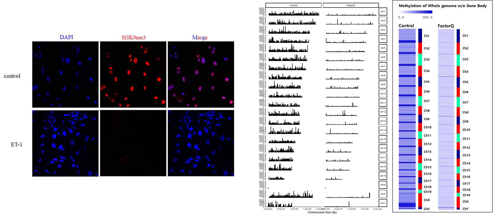 MEF cells에 Endothelin-1 (ET-1) 처리 후 면역형광 염색을 통한 H3K9me3 발현 비교 및 MBD sequencing을 한 methylation 패턴 분석