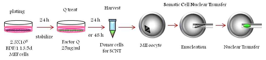 기증자 세포에 Endothelin-1 (Factor Q) 처리 후 체세포 복제 실험 디자인