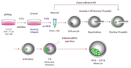 기증자 세포에 Endothelin-1 (Factor Q) 처리 후 kdm4a mRNA 주입을 통해 체세포 복제 배반포 효율 시너지 효과 확인