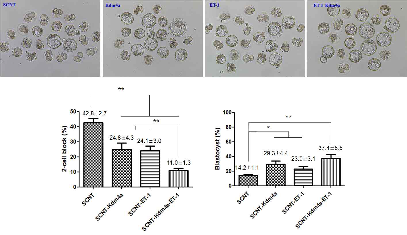 기증자 세포에 Endothelin-1 (Factor Q) 처리 후 kdm4a mRNA 주입을 통해 체세포 복제 배반포 효율 시너지 효과 확인