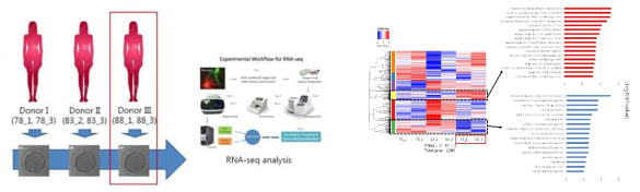 사람 기증난자와 RNA-seq 분석 후 Heatmap과 GO term 카테고리별 분석