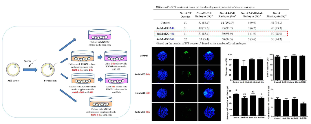 체세포 복제 후 α-KG 시간별 테스트 (발달율 및 세포수)