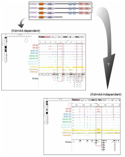 Kdm4단백질의 종류 및 신규 epigenetic barrier조절 후보 단백질