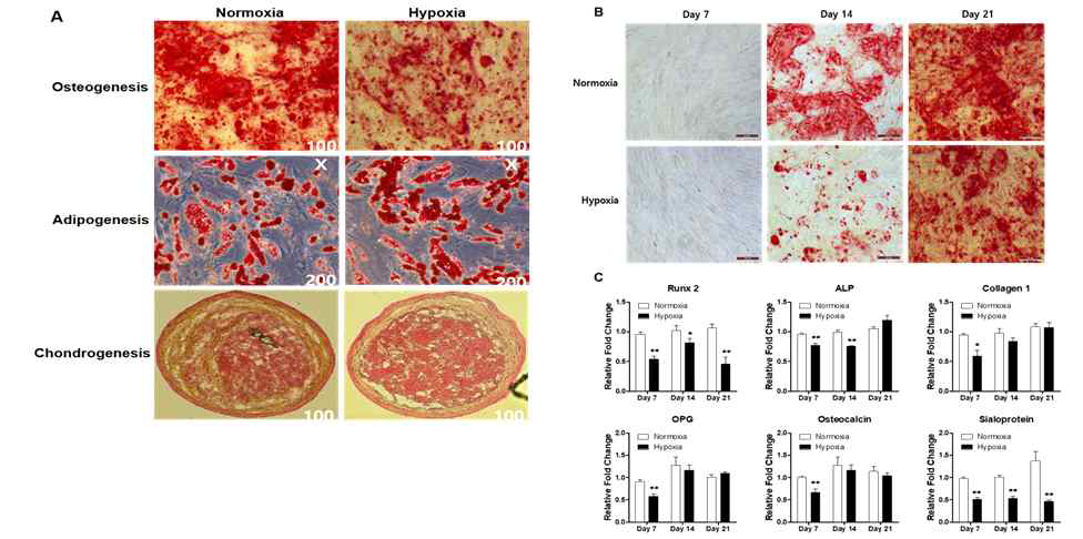 Differentiation potential of ADSCs after hypoxia pretreatment. Reduction of osteogenic differentiation capacity of ADSCs after hypoxia pretreatment