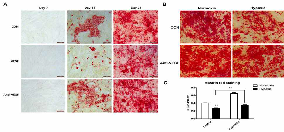 Effect of VEGF on osteogenic differentiation of ADSCs