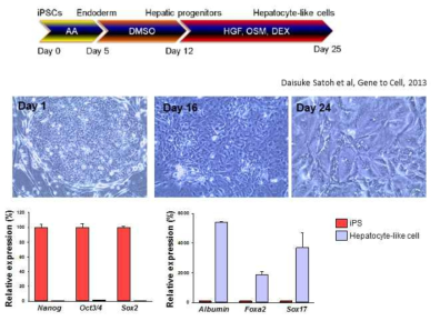 GSD 환자 유례 역분화유도만능줄기세포의 간세포 분화 및 유전자 발현 분석