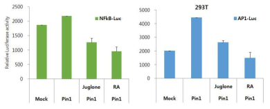 루시퍼라이제 리포터벡터를 이용한 Pin1 inhibition assay 시스템 구축