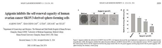 난소암 세포주(SKOV3)로부터 분리한 암줄기세포의 크기를 감소시키는 Apigenin