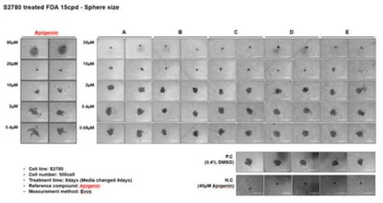 암줄기세포 S2780에서 선별된 15종 화합물의 농도별 sphere 크기