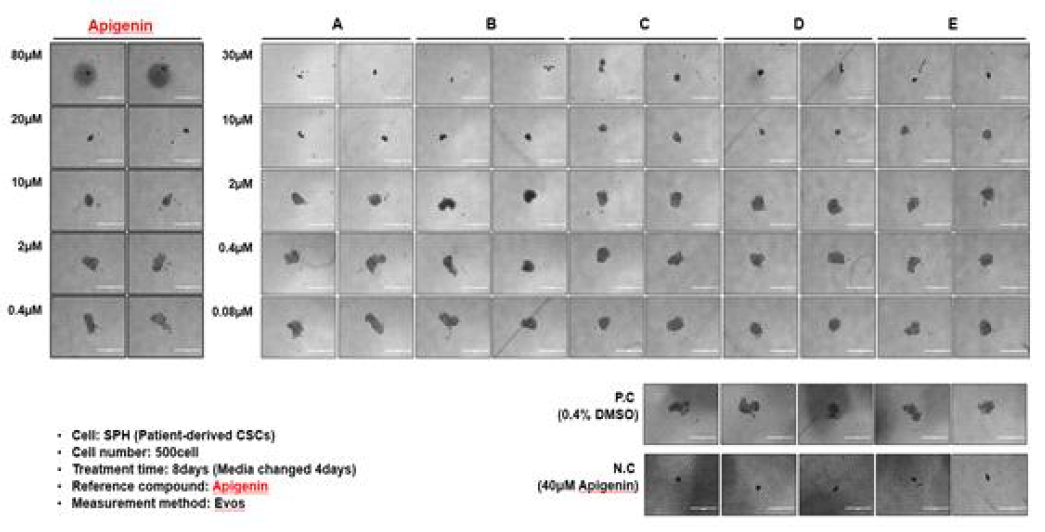 환자유래 암줄기세포 (SPH)에서 선별된 15종 화합물의 농도별 sphere 크기