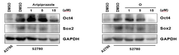 화합물 C (Aripiprazole)와 화합물 O의 줄기세포 마커 단백질 발현 레벨 변화