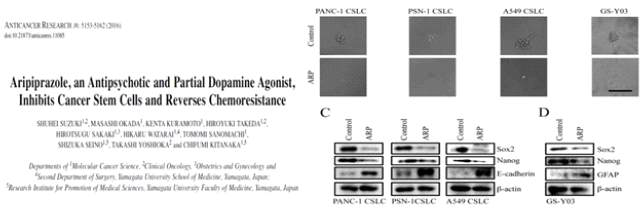 Aripiprazole의 암줄기세포 성장 억제 효과 (doi:10.21873/anticancers.11085)