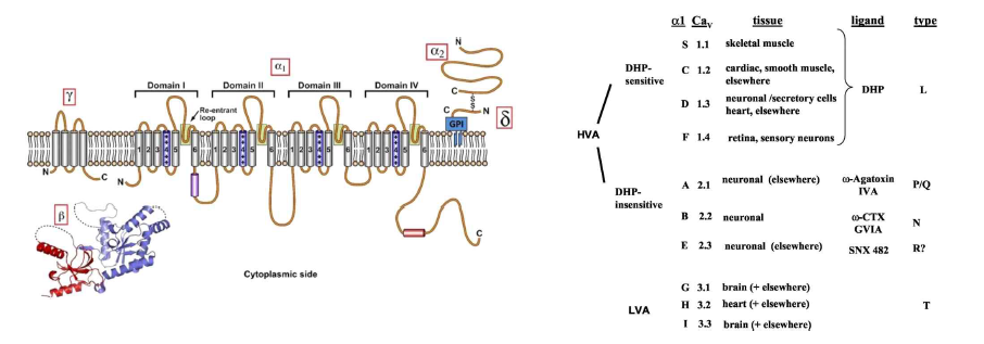 전압 의존 칼슘 채널의 구성과 타입별 분류