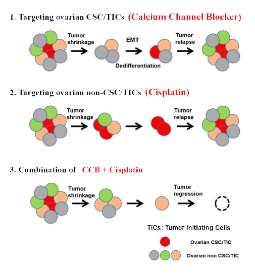 난소암 줄기세포의 병용투여 기대 효과 모식도