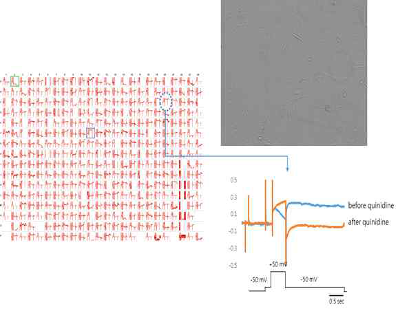심장독성을 가지고 있다고 알려진 약물 중에서 대표적인 quinidine을 이용하여 384 channel ionworks barracuda system을 이용하여 인간유래 cardiomyocyte에서 hERG current를 측정