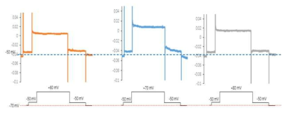 인간 유래 줄기세포 cardiomyocyte에서 적정 hERG current 발현 확인을 위한 depolarization potential 확인