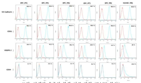 단백질 수준의 분화 지표 발현 (FACS 분석)