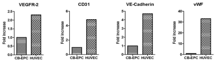 유전자 수준의 분화 지표 발현 (qRT-PCR)