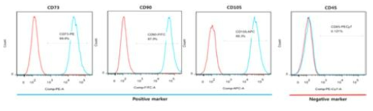 지방유래 줄기세포의 표면마커 FACS 분석
