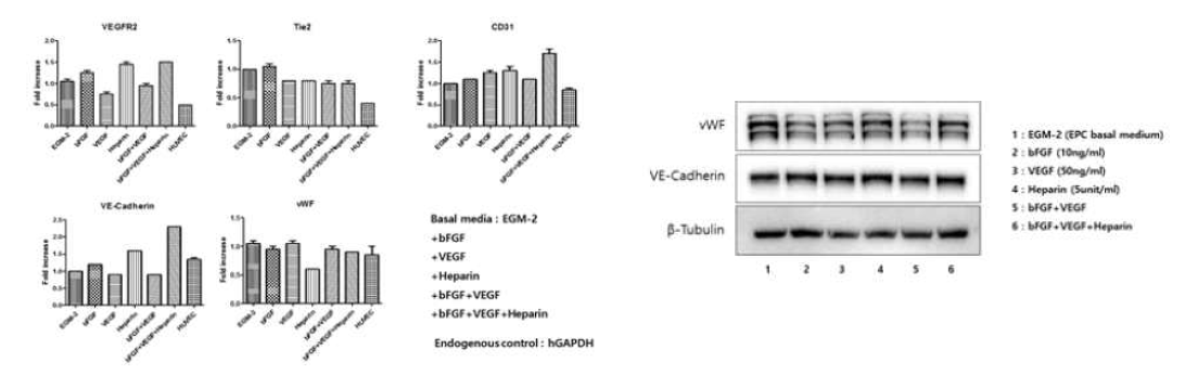 혈관내피전구세포로 부터 혈관내피세포 분화 유도 후 혈관내피세포 분화지표 western blot 분석