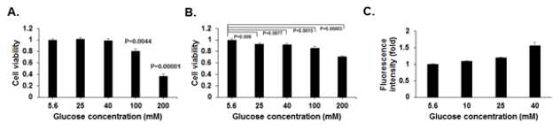 Glucose 처리에 따른 EPC (A) 및 HUVEC (B, C) 의 세포 생존능 (A, B) 및 ROS 생성능 (C) 분석