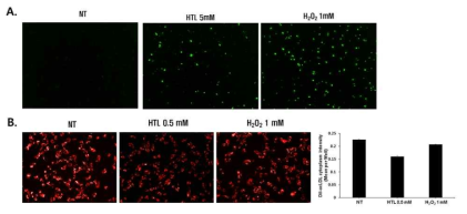 산화적 스트레스에 의한 ROS 생성 (A)과 acLDL uptake 억제 (B) 효능 분석