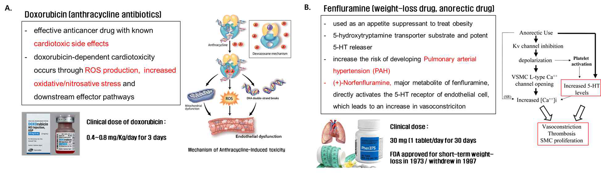 Reference drug 선정 (A) doxorubicin의 심장독성 작용기작 (B) fenfluramine의 혈관내피세 포 기능 장애 작용기작